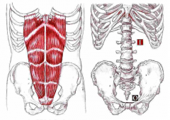 Udspring: Crista pubica og symphysis pubica
Hæfte: 5., 6. og 7. cartilago og proc. xiphoideus
Funktion: Flexion af columna