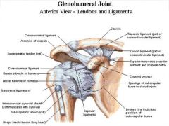 Glenohumeral Joint: