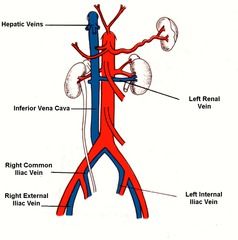 Are formed by the external iliac veins and internal iliac veins.