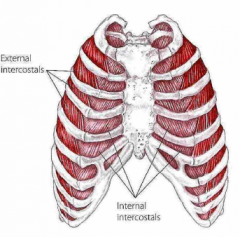 Udspring: Inferiore kant af superiore ribben
Hæfte: Superiore kant af inferiore ribben 
Funktion: Assistere i indånding ved at forøge kapacitet af thorax (externus) og assistere i udånding ved at formindske kapacitet af thorax (internus)