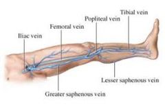 Is a large deep vein in the thigh and receives blood from the inner thigh.