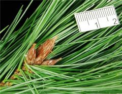 Pinus strobiformis
-Leaf 3-6" long, finely serrated
-Needles not as long or as rigid as Pinus stroba
-5 needle per fascicle 