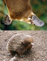 an example, a case
 Two animals in Australia
  (platypuses and
  
 
 
  
  echidnas) are the only
  instances of
  
 
 
  
  animals with hair that
  lay eggs.            
