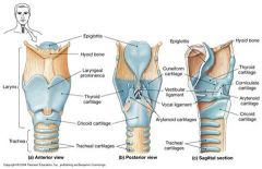 A large cartilage of the larynx, a projection of which forms the Adam's apple in humans.



