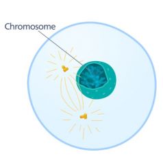 Mitotic spindle begins to form OUTSIDE of nucleus
compact mitotic chromosomes formed with kinetochores on either side of centromere
cytoskeleton, Golgi, ER, and nuclear envelope disassemble
