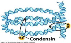 Protein enzyme to condense DNA, appears at beginning of mitosis (NOT in interphase)