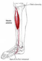 Udspring: Lateral kondyl af tibia; proximal, lateral flade af tibia og membrana interossea
Hæfte: Basis på 1. metatarsal og os cuneiforme mediale
Funktion: Dorsiflexion og inversion af foden