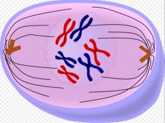Cytoplasmic MT from mitotic spindle grab KINETOCHORES (not centromere directly)
Chromosomes oscillate toward center of cell for amphitelic orientation