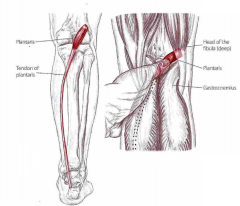 m. Plantaris
Udspring: Proximalt på femurs laterale kondyl
Hæfte: Calcaneus via Achillessenen
Funktion: Svag flexion af knæ, svag med. rotation og inversion