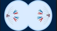 Chromosomes cluster and disperse at opposite spindle poles
Nuclear envelope, Golgi, and ER reform