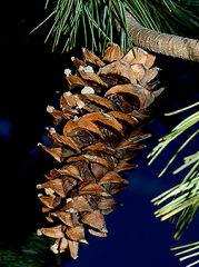  Pinus strobiformis Woody cone, 5 to 9 inches long, yellow-brown, thick scales bend backwards and have a narrow tip, matures in late summer.  