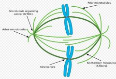 Eminate from centrisome into cytoplasm from the aster (mitotic spindle), anchors centrisome