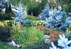 Picea pungens var. glauca 'Moerheim'

-Compact, dense growing form
-Retains blue color thru winter