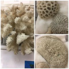 What does this represent?
What is a coral group?
What do these species create over generations?
Where are they found?
What habitat are they found in?
What is their diet? 
What is the name of the symbiotic algae?