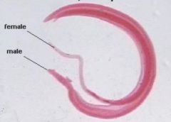 Schistosoma, in copula