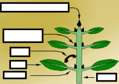 Identify part of plant and function(s) of each