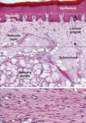 papillary layer
reticular layer



Alsothe submucosa has minor salivary glands