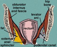 Perineal body anteriorly, laterally obturator internus muscle, levator ani.

They are filled with fat.