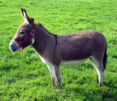 the donkey