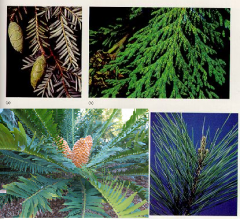 Conifers and cycadsare?