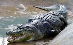 the crocodile