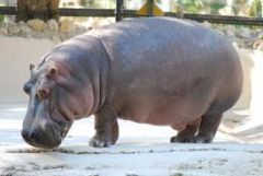 the hippopotamus