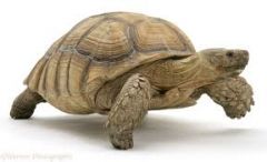 the tortoise