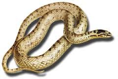 the snake