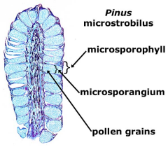 A microstrobilus is a male conethat produces microspores (male spores), inside microsporaniawhich develop into male gametophytes (pollen)