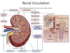 abdominal aorta --> Renal Artery --> Interlobar Artery --> Arcuate Artery --> Interlobular Artery --> Afferent Arteriole --> Glomerular Capillary --> Efferent Arteriole --> Peritubular Capillary Plexus/Vasa Recta -->  Interlobular Vein --> Arcuate...