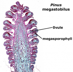 A megastrobilus is a female conethat produces a megaspore (femalespore) inside of an ovule.  Themegaspore develops into a femalegametophyte, which produces an egg . . . all of these steps taking place inside of a single ovule.