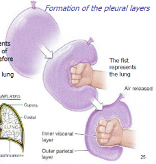 Balloon represents the innermost layer of pleural cavity before the embryological development of the lung.