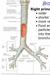 Wider


Shorter


More verticle


Food and other foreign particles more often go into the right primary bronchus