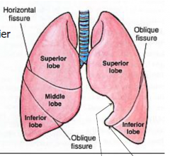 Attach to pulmonary vessels and trachea.


Apex- blunt superior end


Lobes: R lung- larger heavier, 3 lobes (superior (horizontal fissure) middle (oblique fissure) inferior) L lung, 2 lobes (sup&inf)