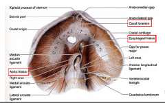Permits structures to pass b/w thorax and abdomen.


Caval opening (IVC)


Esophageal hiatus (Esophagus)


Aortic hiatus (Aorta)
