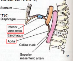 Aorta


Does not pierce diaphragm; passes posterior to median arcuate ligament and anterior to T12.