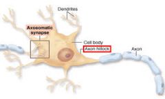 Initial segment at the base of the cell body by the axon; this is where you decide if the neuron is going to fire. 