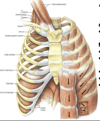 Normal: Elastic recoil of lungs


Forced: Rectus abdominus, internal intercostals (lateral), External oblique, Internal oblique and transversus abdominus.