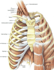 Diaphragm


External intercostals


Internal intercostals (medial)


Sternocleidomastoid


Scalenes


Serratus posterior superior and inferior


Levator costarum