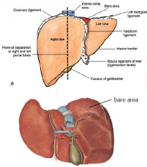 Largest internal organ and gland of the body. Function: bile production and secretion, detoxification, blood clotting, storage.