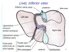 Enters liver at porta hepatis
Portal vein
Hepatic artery
Bile passages