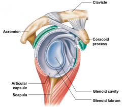- fibrocartilage ring
- lubricates glenohumeral joint
- flimsy & movable (if injured it can cause instability & pain)
 
- increases stability: only 1/3 of the humeral head fits into the glenoid fossa; increases depth of joint; increases articular...