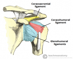 - primarily intrinsic ligaments
- glenohumeral ligaments: superior, middle & inferior (taut in ER)
 
- coracohumeral ligament