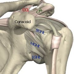 - strongest & thickest ligament
 
- attachments: glenoid labrum to the anatomical neck & surgical neck
 
- functions: supports middle and upper ranges of ABD; primary restraint for preventing anterior and posterior subluxations and dislocations ...
