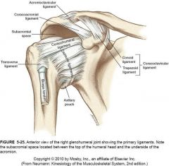 - attachments: coracoid process to humerus
 
- supports superior joint
 
- strong ligament (strengthens the capsule)
 
- holds humeral head in place when arm is at its side (prevents motion from going down; prevents arm from dropping)