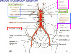 Arteries of posterior abdomen