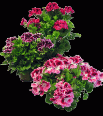 Pelargonium x


 


Martha Washington Geranium