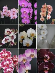 Phalaenopsis


hybrids


 


Moth Orchid