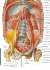Iiacus+ Psoas Major= Iliopsoas.
During fracture neck of femur, the ilipsoas muscles rotates the femor outward so that the food lies with the toes pointing laterally (important clinical sign of femoral neck fracture