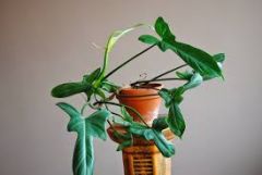 Philodendron


bipennifolium


 


Fiddleleaf Philodendron


Horsehead Philodendron